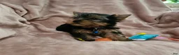 Yorkshire Terrier dogs for sale: AKC Spark - Ad 1