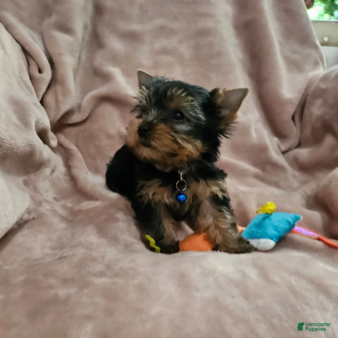Yorkshire Terrier dogs for sale: AKC Spark - Ad 1