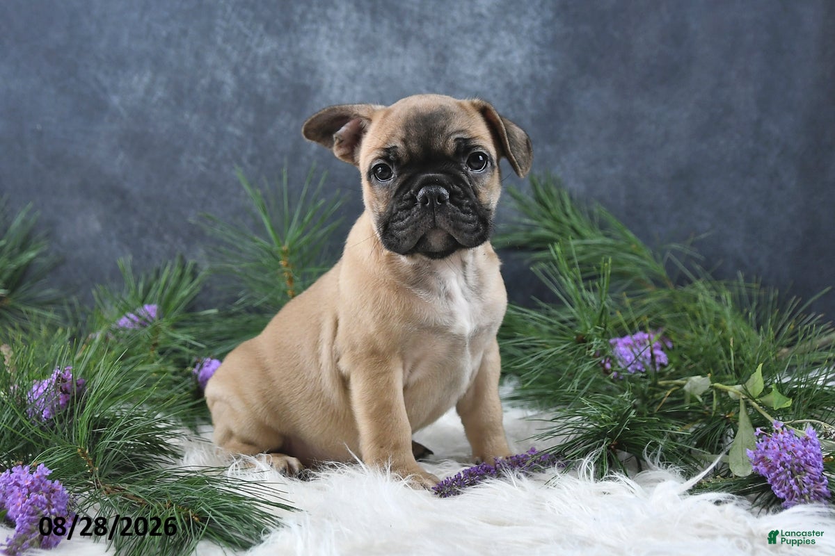 Frenchton dogs Marco - Ad 1