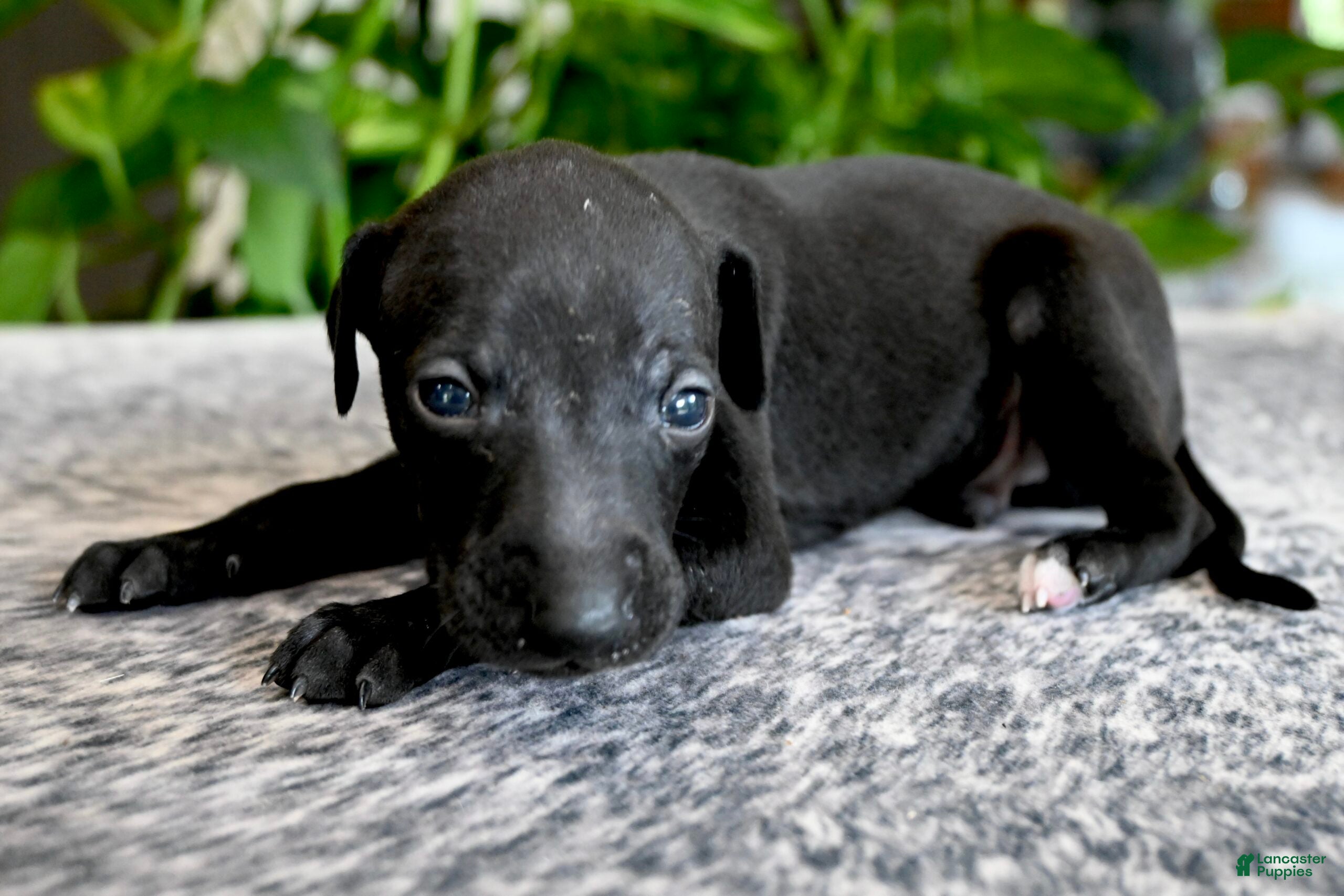 Italian Greyhound dogs Skylar  - Ad 1