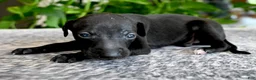 Italian Greyhound dogs for sale: Skylar  - Ad 1