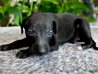 Italian Greyhound dogs for sale: Skylar - Ad 1