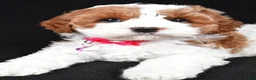 Cavapoo dogs for sale: Beauty f one b - Ad 7