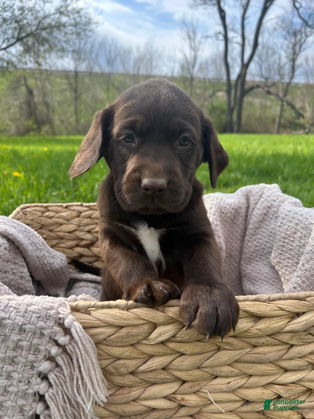 Mixed Breed dogs for sale: Rosie - Ad 1