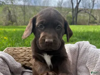 Mixed Breed dogs for sale: Rosie - Ad 1