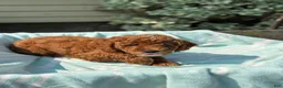Toy Poodle dogs for sale: Tommy - Ad 8