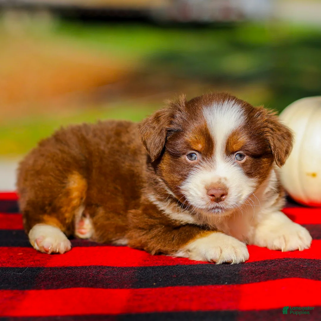 Miniature Australian Shepherd dogs for sale: Ace - Ad 1