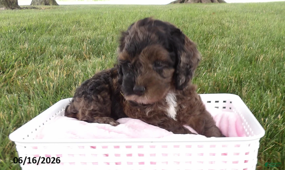 Cockapoo dogs for sale: Rosy - Ad 2