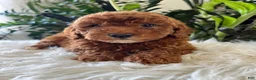 Mini Goldendoodle dogs for sale: Tate - Ad 6