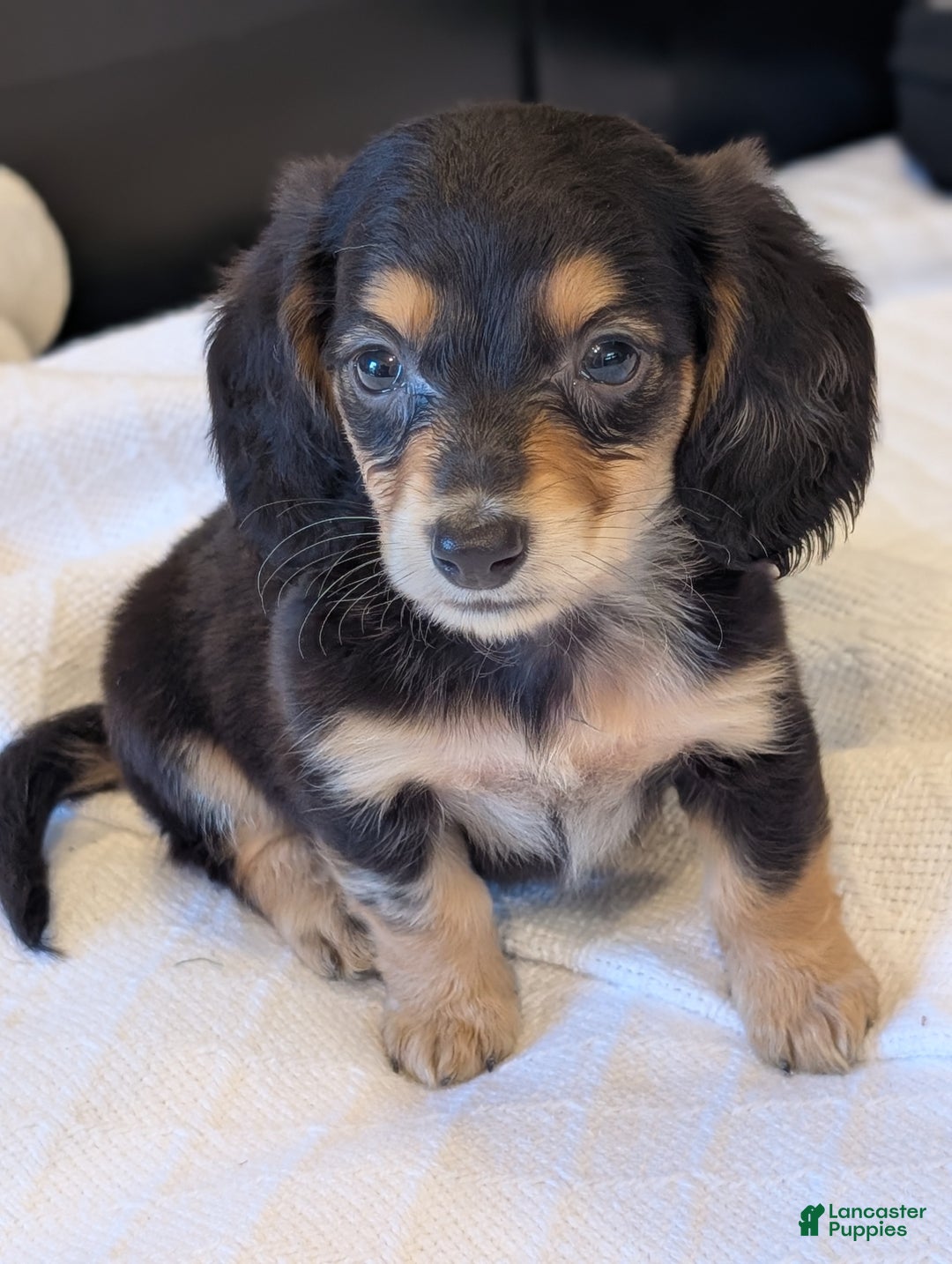 Miniature Dachshund Puppy for sale in Rural Retreat Lancaster