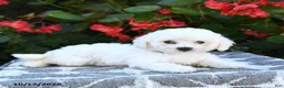 Bichon Frise dogs for sale: Olivia - Ad 3