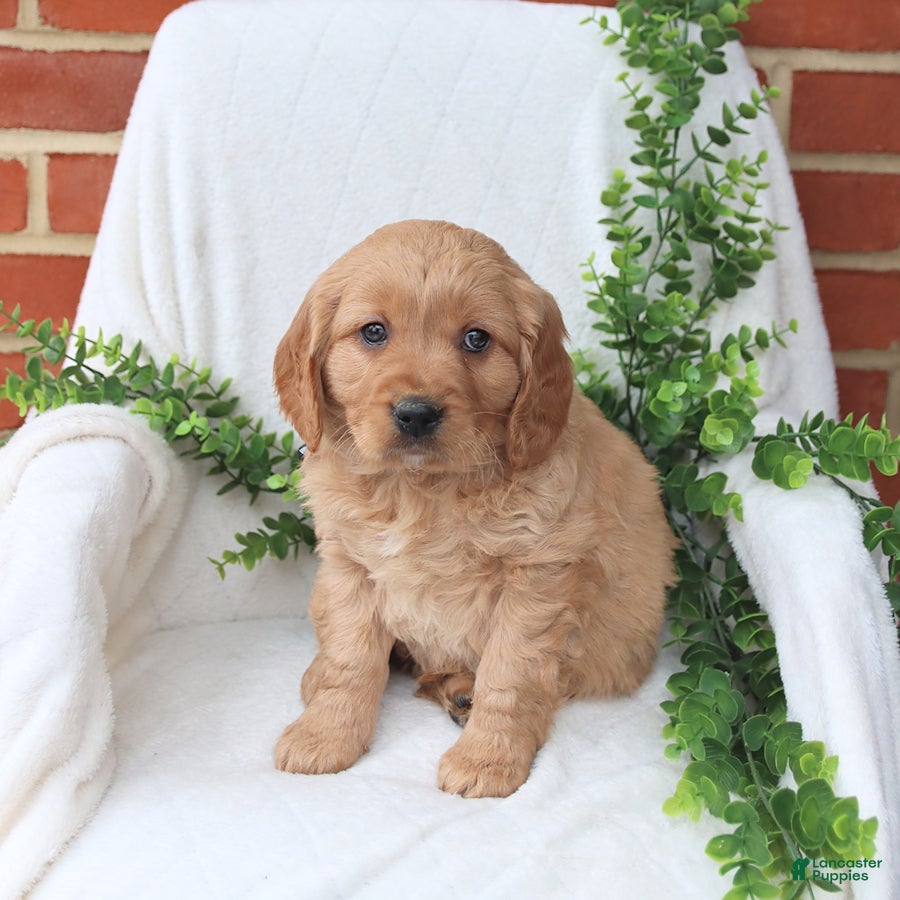 Miniature Golden Retriever dogs Jake - Ad 2