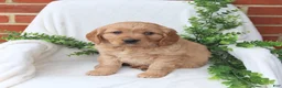 Miniature Golden Retriever dogs for sale: Jake - Ad 2