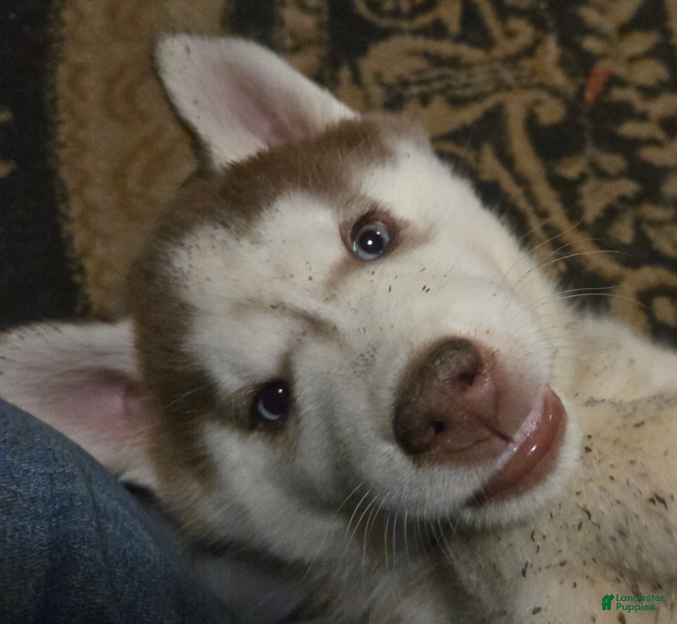 Siberian Husky dogs Henry - Ad 2