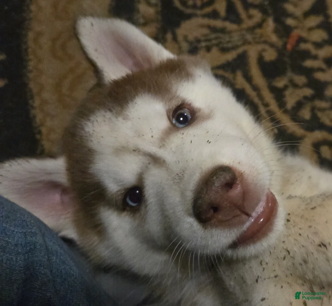 Siberian Husky dogs for sale: Henry - Ad 2