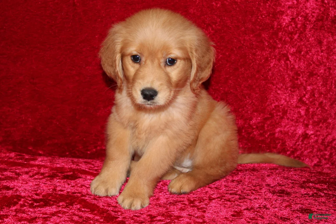 Golden Retriever dogs for sale: Summer AKC OFA  - Ad 7