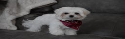 Maltese dogs for sale: Toby - Ad 9