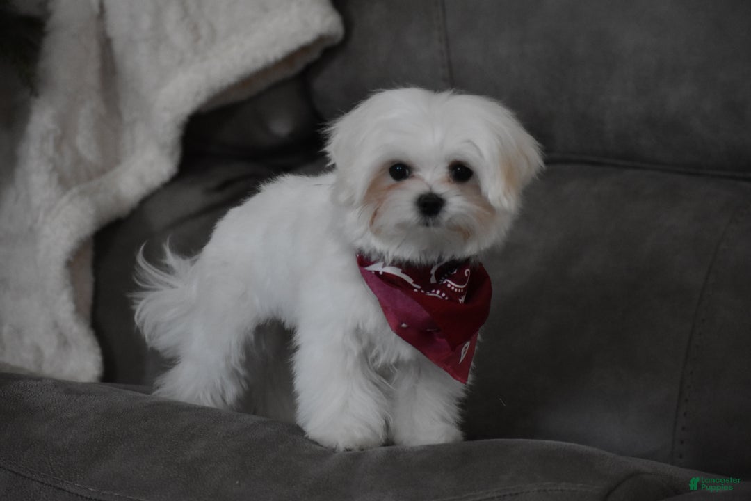 Maltese dogs for sale: Toby - Ad 9