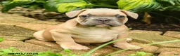 French Bulldog dogs for sale: Maestro - Ad 5