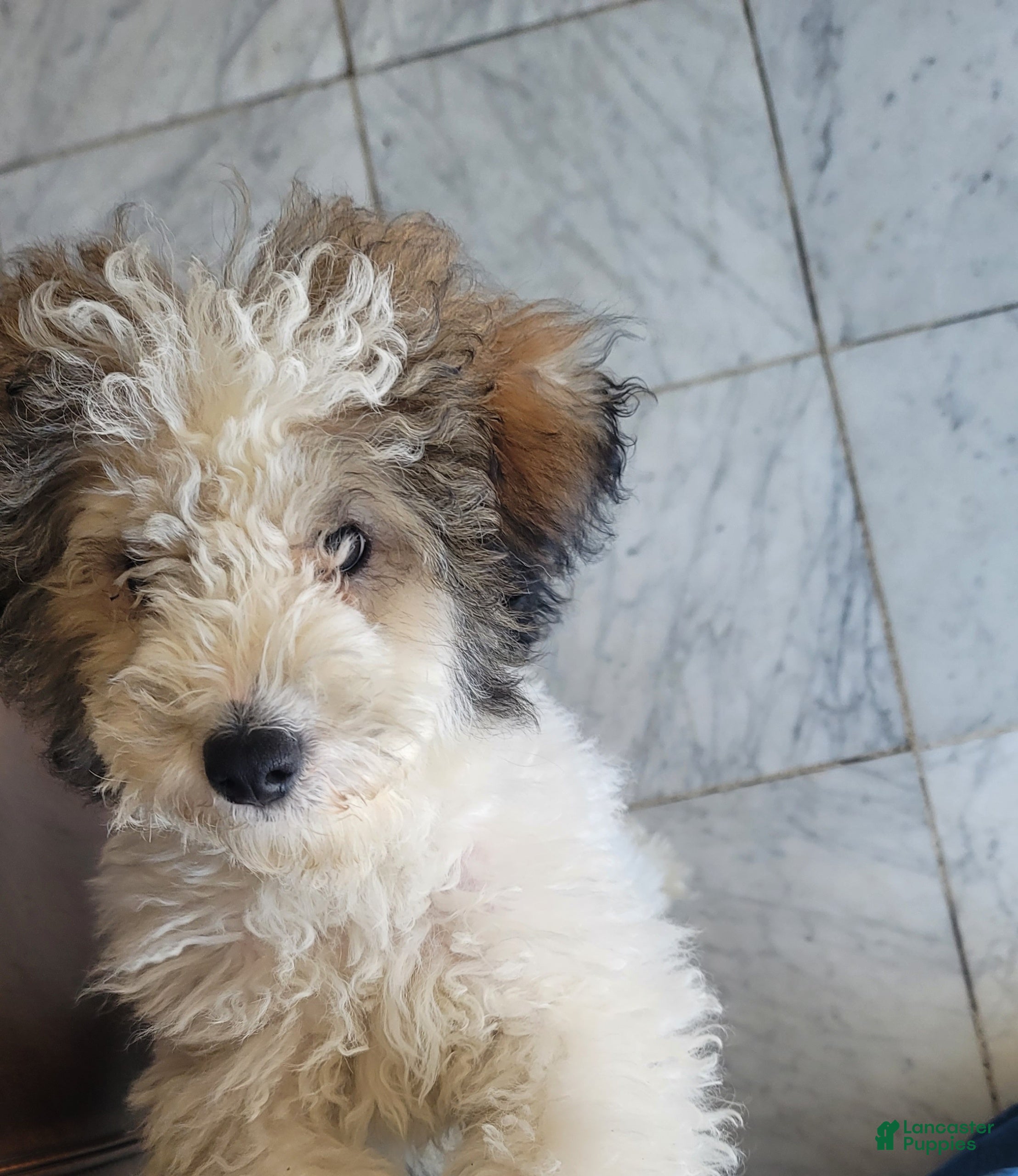 Mini Goldendoodle dogs Mini Goldendoodle Puppy 1 - Ad 29