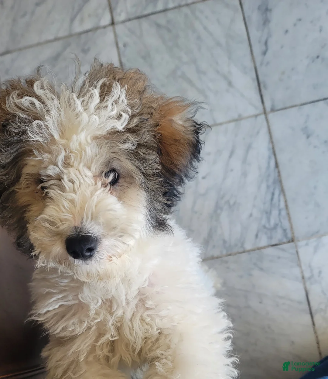 Mini Goldendoodle dogs for sale: Mini Goldendoodle Puppy 1 - Ad 1