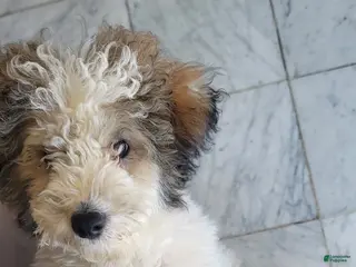 Mini Goldendoodle dogs Mini Goldendoodle Puppy 1 - Ad 42