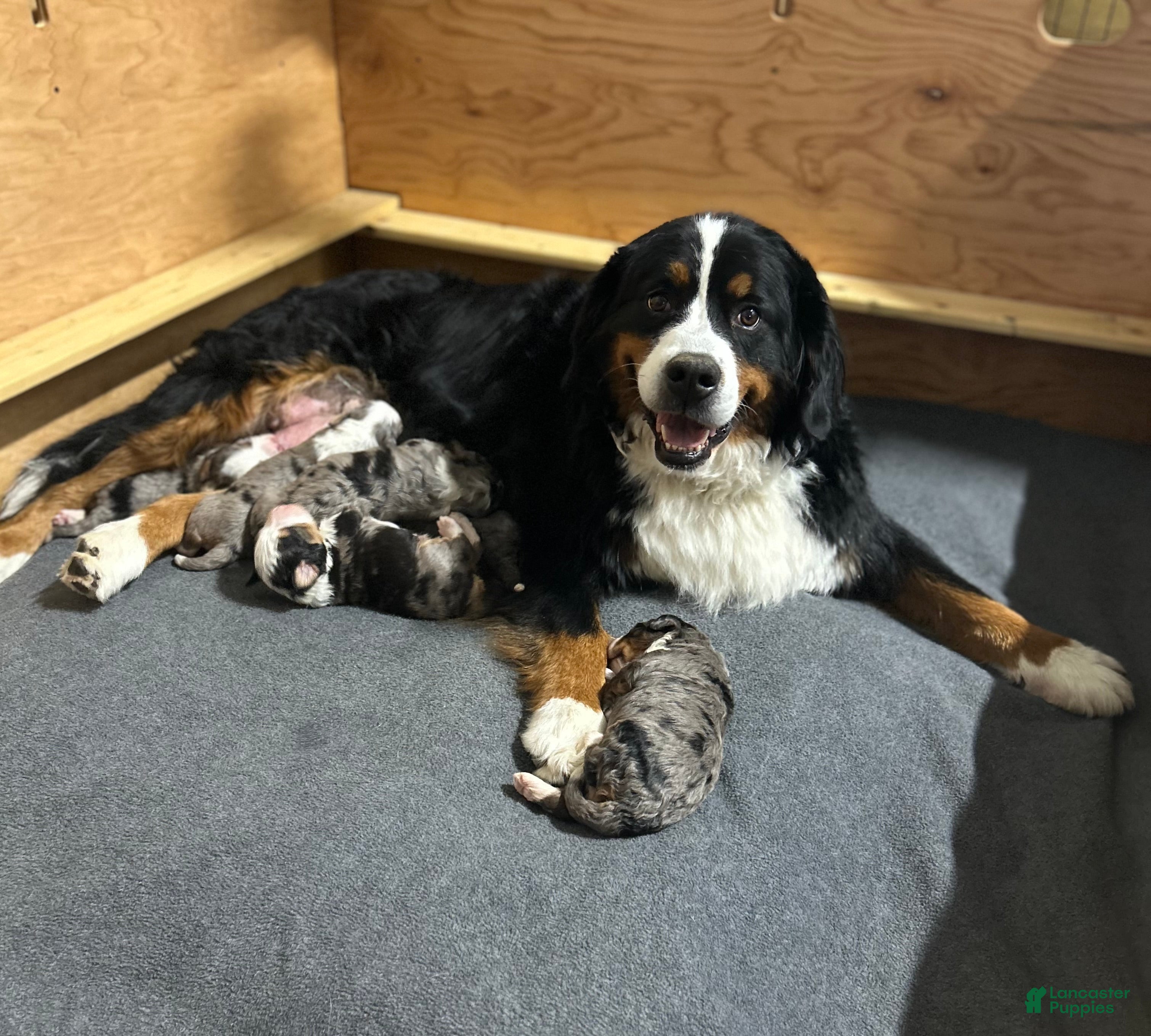 Mini Bernedoodle dogs Pudding Pop *Potty Training* - Ad 11