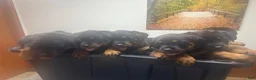 Rottweiler dogs for sale: Rottweiler 1 - Ad 9