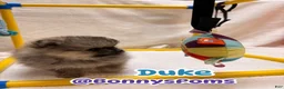 Pomeranian dogs for sale: Duke - Ad 1