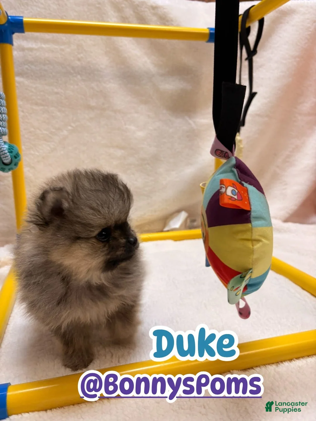 Pomeranian dogs for sale: Duke - Ad 1