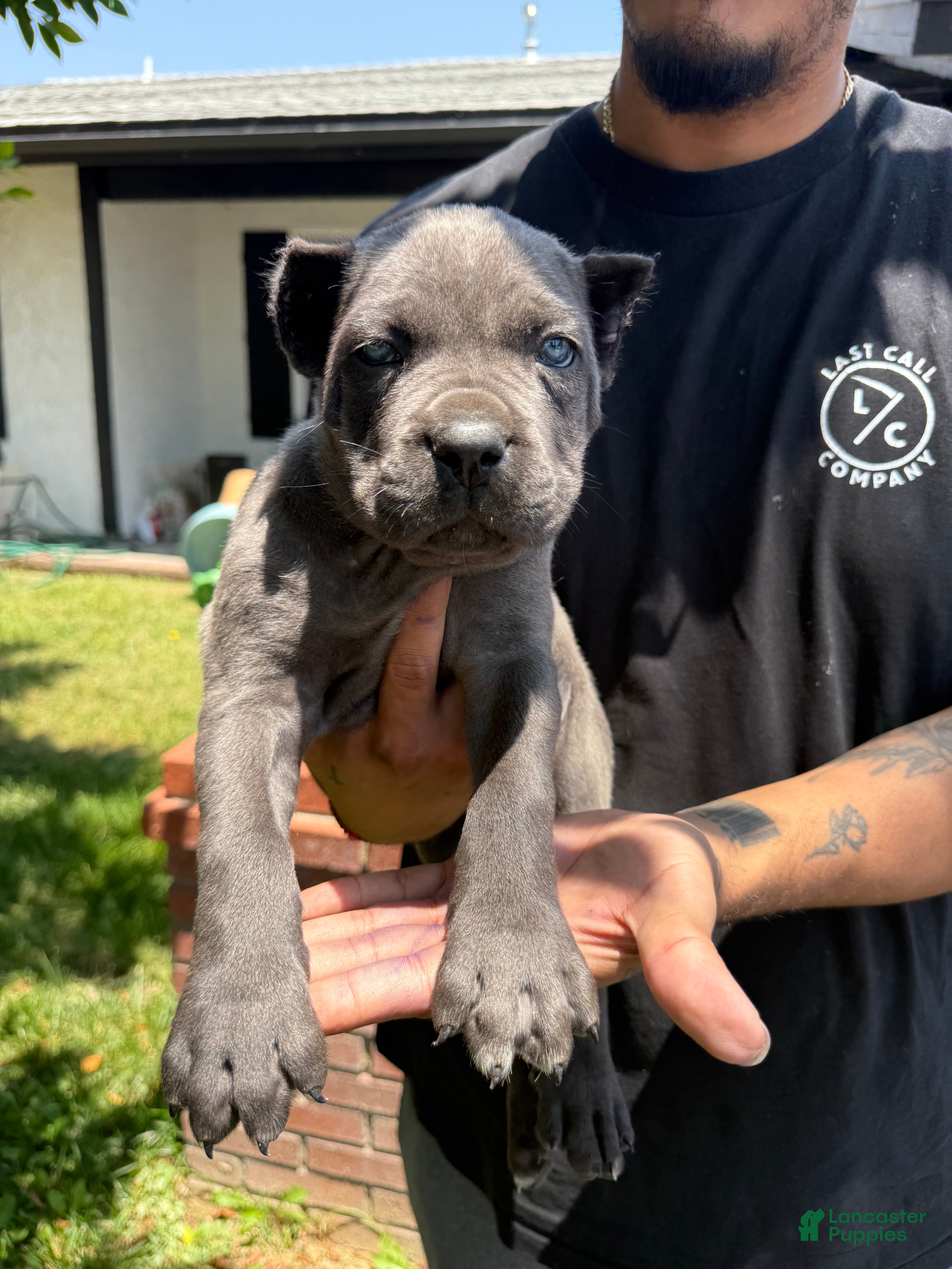 Cane Corso dogs Puppy 5 - Ad 8