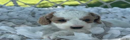 Cavapoo dogs for sale: Clementine  - Ad 10