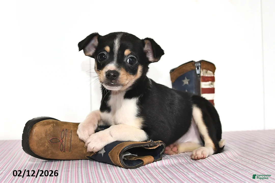 Mixed Breed dogs for sale: Wolf - Ad 2