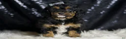Mini Goldendoodle dogs for sale: Beau - Ad 6