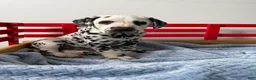 Dalmatian dogs for sale: Stanley - Ad 3