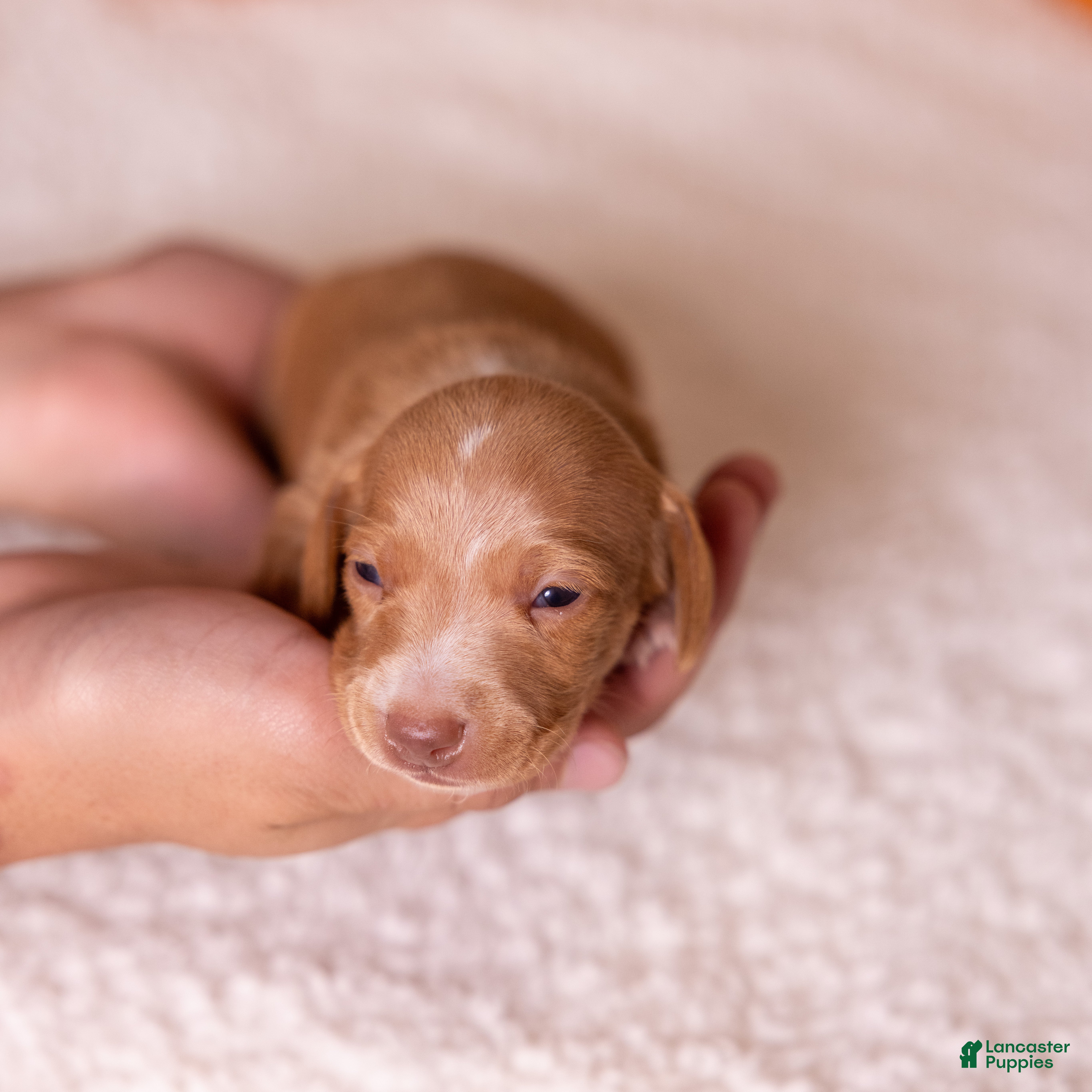 Miniature Dachshund dogs Clifford - Ad 2