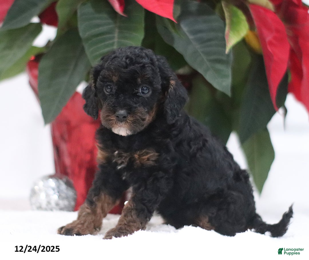 Cavapoo dogs for sale: Annie - Ad 2