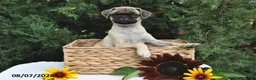 Puggle dogs for sale: Coffee - Ad 5