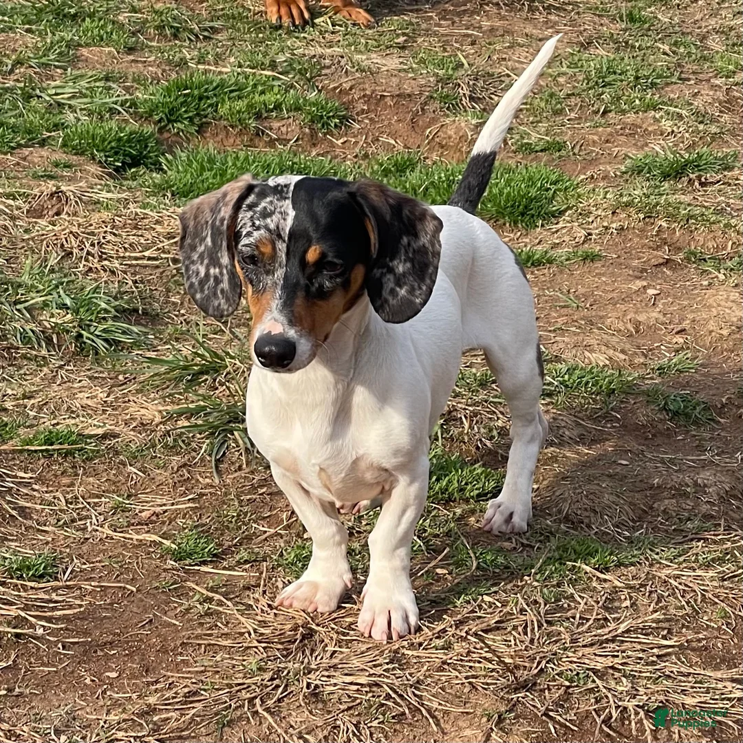Dachshund dogs for sale: Dexter - Ad 1