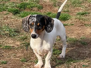 Dachshund dogs Dexter - Ad 39