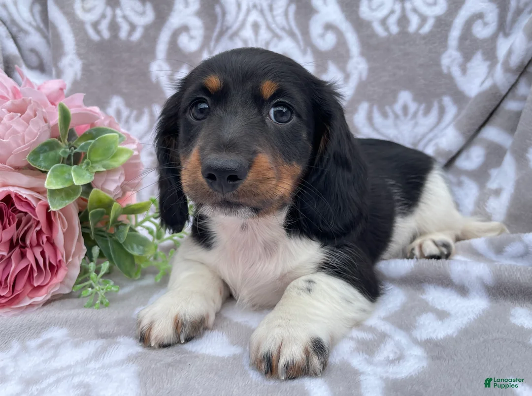 Miniature Dachshund dogs for sale: Hunter - Ad 1
