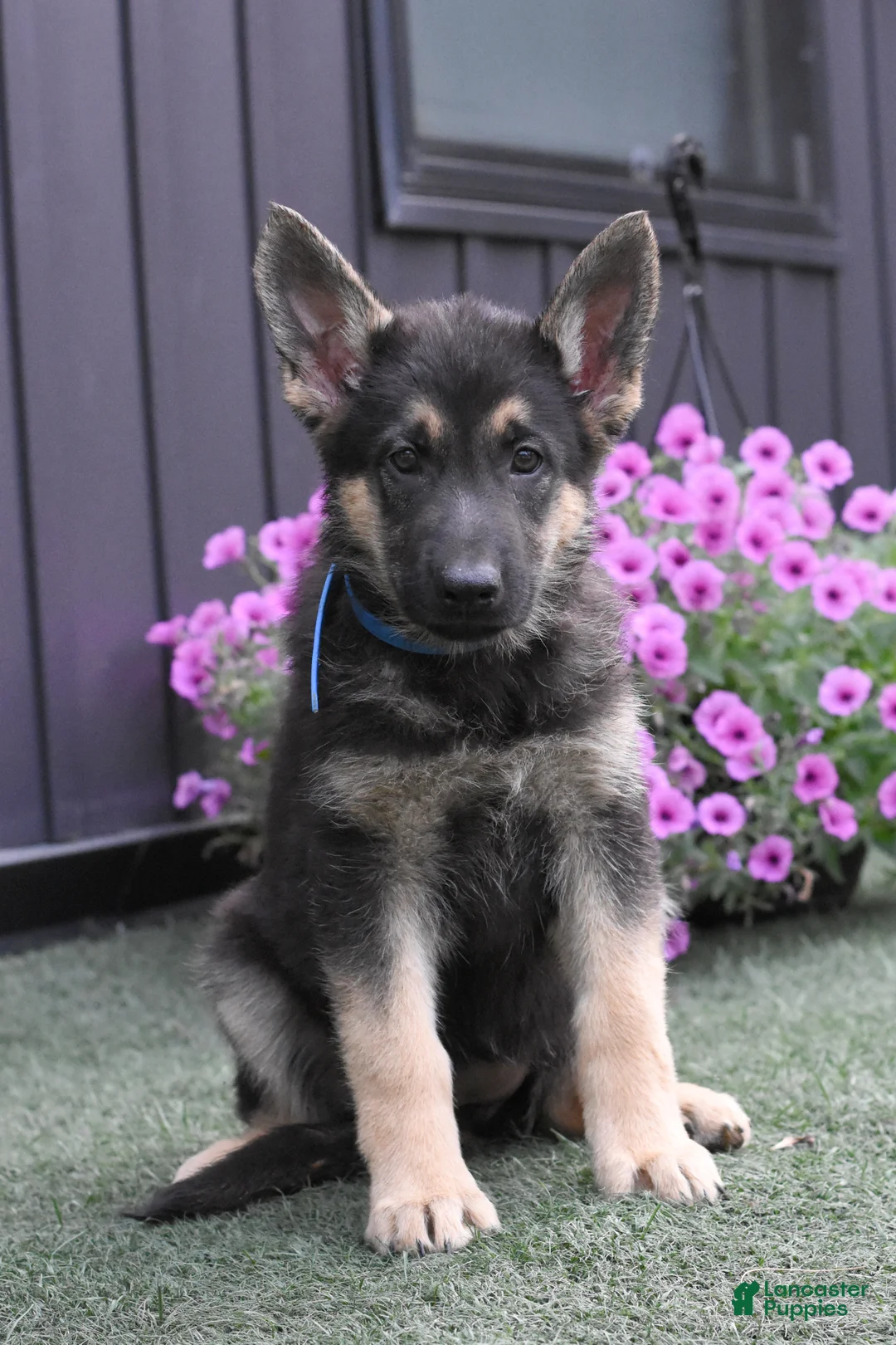 German Shepherd dogs for sale: Allison - Ad 1