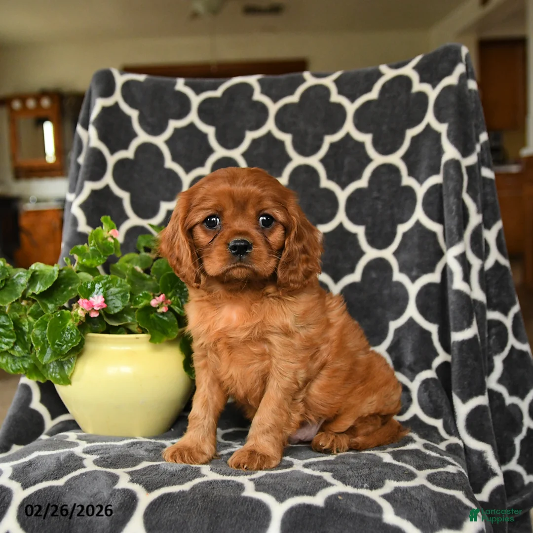 Cavalier King Charles Spaniel dogs for sale: Rider - Ad 4