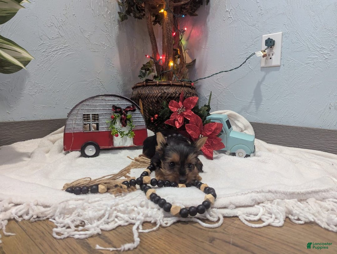 Yorkshire Terrier dogs for sale: Ziva - Ad 6