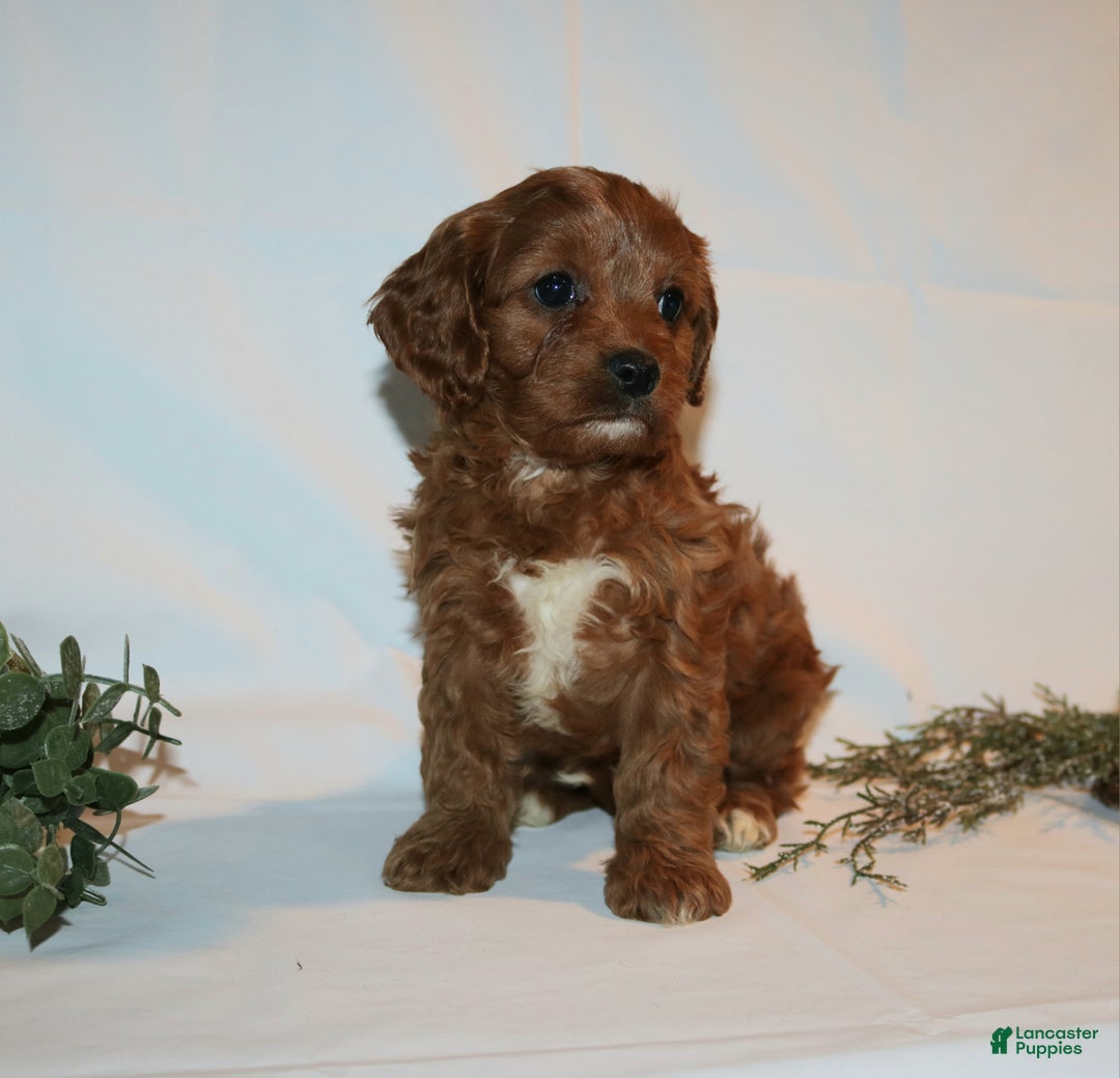Cavapoo dogs for sale: Sally - Ad 3