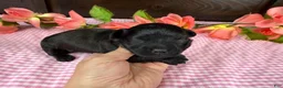 Havapoo dogs for sale: Havapoo 3 - Ad 5