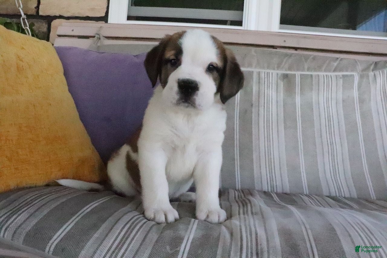 Saint Bernard dogs Mary - Ad 1