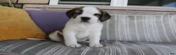 Saint Bernard dogs for sale: Mary - Ad 1