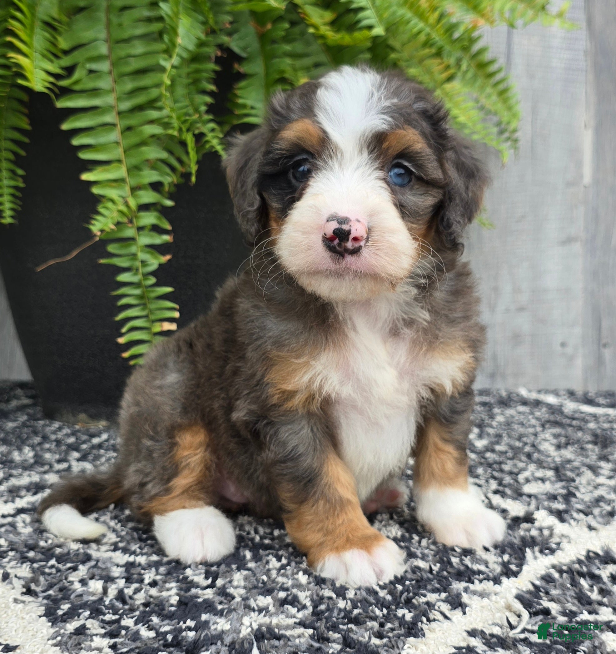 Mini Bernedoodle dogs Mini Daisy - Ad 1