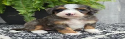 Mini Bernedoodle dogs for sale: Mini Daisy - Ad 1